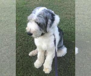 Old English Sheepdog Puppy for sale in WAKE FOREST, NC, USA