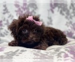 Small Photo #9 ShihPoo Puppy For Sale in LAKELAND, FL, USA
