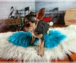 Small #2 Chihuahua