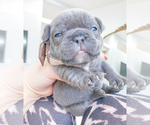 Small Photo #13 French Bulldog Puppy For Sale in ARLINGTON, WA, USA