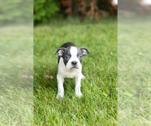 Medium Photo #11 Boston Terrier Puppy For Sale in MILFORD, IN, USA