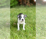 Small #10 Boston Terrier