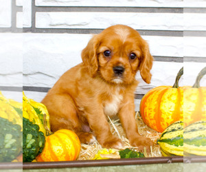 Cavalier King Charles Spaniel Puppy for sale in MANHEIM, PA, USA
