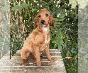 Goldendoodle (Miniature) Puppy for sale in MIDDLEBURY, IN, USA