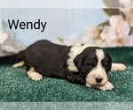 Small Photo #3 Sheepadoodle Puppy For Sale in SEAMAN, OH, USA
