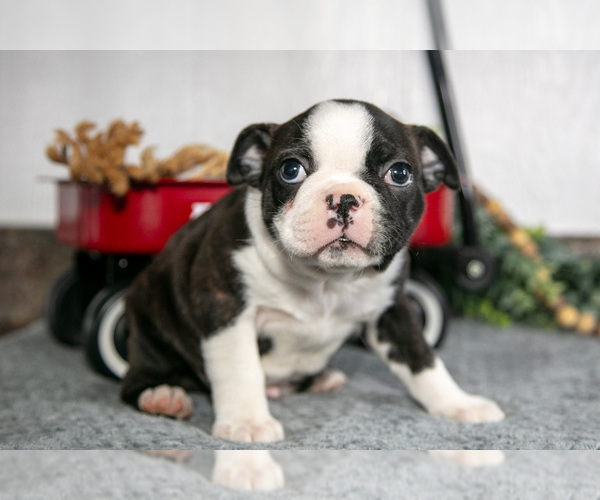 Medium Photo #3 Boston Terrier Puppy For Sale in BEACH CITY, OH, USA