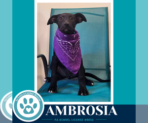 Ambrosia (Apple Bobbers) 102426 - Female Mutt Dog for Adoption - Photo #2