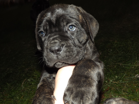 Medium Photo #1 Cane Corso Puppy For Sale in FOMBELL, PA, USA