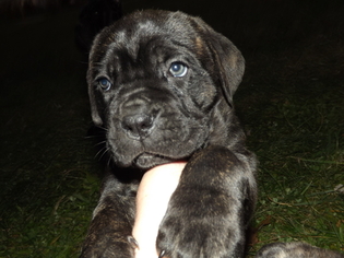 Cane Corso Puppy for sale in FOMBELL, PA, USA