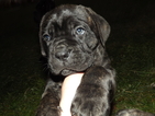 Small Photo #1 Cane Corso Puppy For Sale in FOMBELL, PA, USA