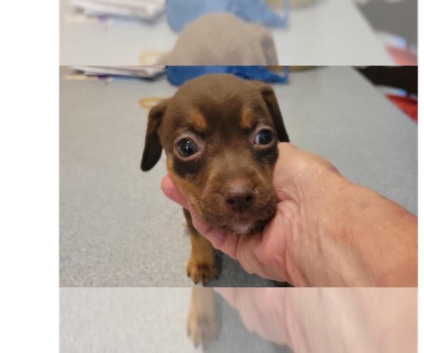 Medium Photo #1 Doxle Puppy For Sale in Aurora, IN, USA