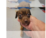 Small Doxle