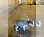 Small Photo #8 Siberian Husky Puppy For Sale in IOWA, LA, USA