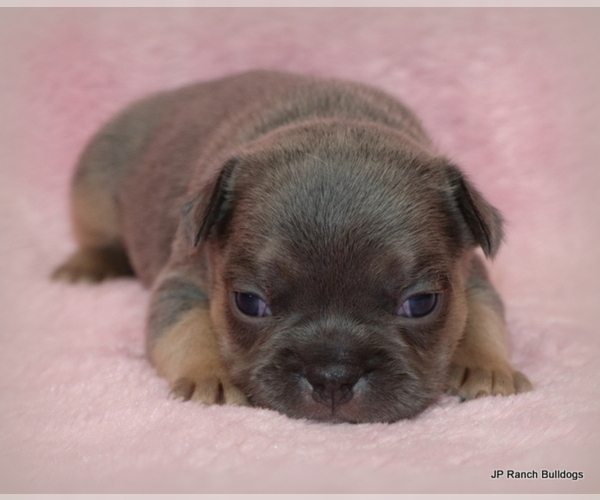 Medium Photo #3 French Bulldog Puppy For Sale in WINNSBORO, TX, USA