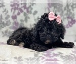 Small Photo #10 Schnoodle (Miniature) Puppy For Sale in LAKELAND, FL, USA