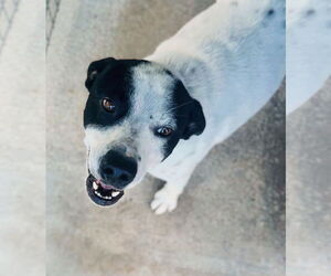 Mutt Dogs for adoption in Waldron, AR, USA