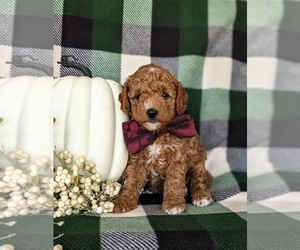 Goldendoodle (Miniature) Puppy for sale in KIRKWOOD, PA, USA