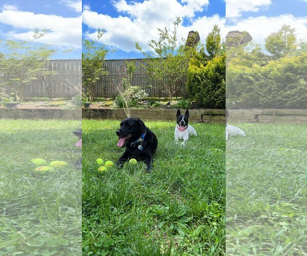 Medium Photo #14 Mutt Puppy For Sale in Derwood, MD, USA