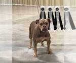Small Photo #1 Olde English Bulldogge Puppy For Sale in MURRAY, KY, USA