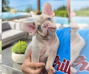 French Bulldog Puppy for sale in KANSAS CITY, KS, USA