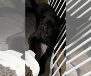 Cane Corso Puppy for sale in CORONA, CA, USA