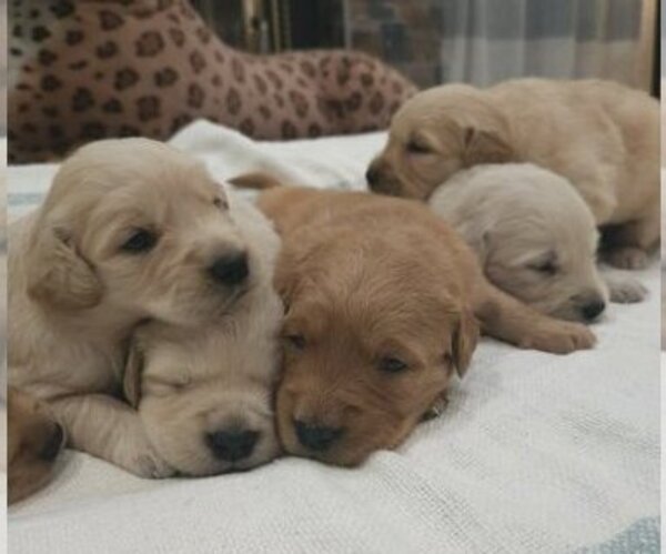 Medium Photo #1 English Cream Golden Retriever Puppy For Sale in SACRAMENTO, CA, USA