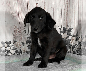 Labrador Retriever-Unknown Mix Puppy for sale in PENNS CREEK, PA, USA