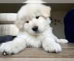 Small Photo #3 Golden Retriever-Samoyed Mix Puppy For Sale in LARGO, FL, USA