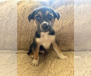 Siberian Husky-Unknown Mix Dogs for adoption in Germantown, OH, USA