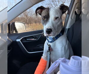 Mutt Dogs for adoption in Claremore, OK, USA