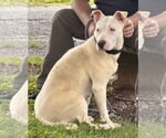 Small #10 Bull Terrier Mix