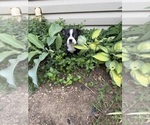 Small #4 Boston Terrier