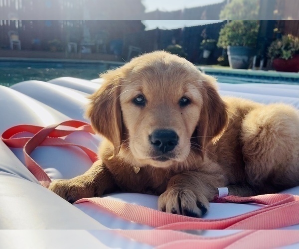 Medium Photo #2 Golden Retriever Puppy For Sale in WEST COVINA, CA, USA