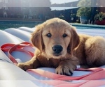 Small Photo #2 Golden Retriever Puppy For Sale in WEST COVINA, CA, USA