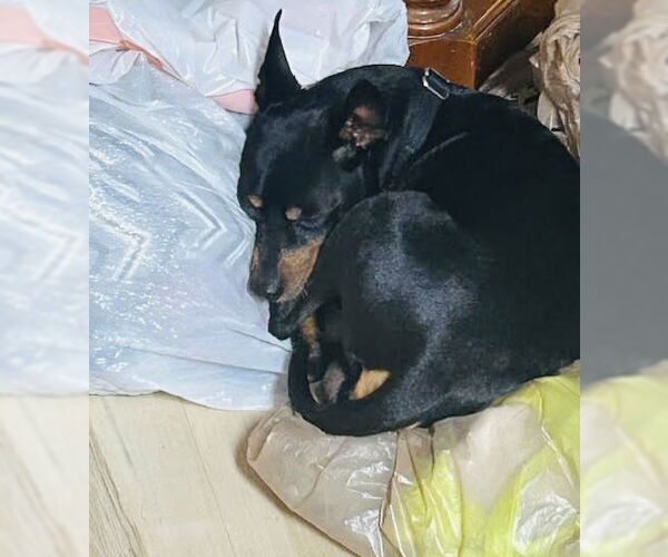 Medium Photo #5 Chipin Puppy For Sale in Princeton, MN, USA