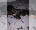 Small #7 Doberman Pinscher