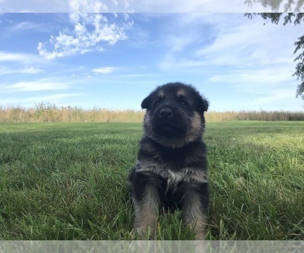 Medium Photo #32 German Shepherd Dog Puppy For Sale in APLINGTON, IA, USA