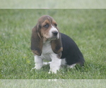 Puppy BESS Basset Hound