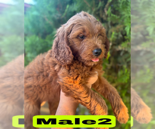 Medium Photo #25 Goldendoodle (Miniature) Puppy For Sale in BAKERSFIELD, CA, USA