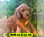 Small #24 Goldendoodle (Miniature)
