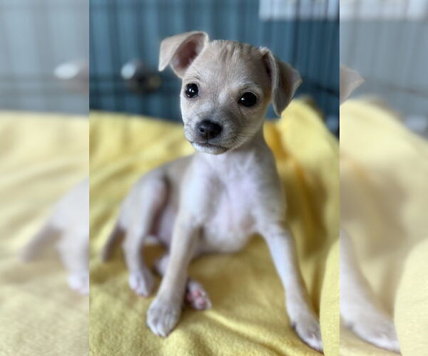 Medium Photo #2 Chihuahua-Unknown Mix Puppy For Sale in Plainfield, IL, USA