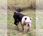 Small Photo #4 Bull-Boxer Puppy For Sale in Olalla, WA, USA