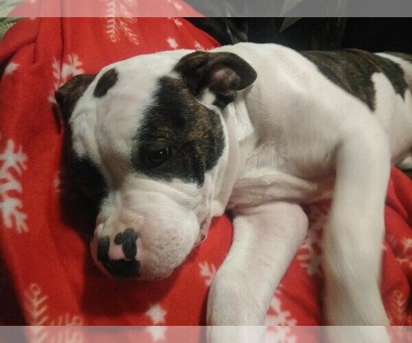 Medium Photo #11 American Bulldog Puppy For Sale in CALDWELL, ID, USA