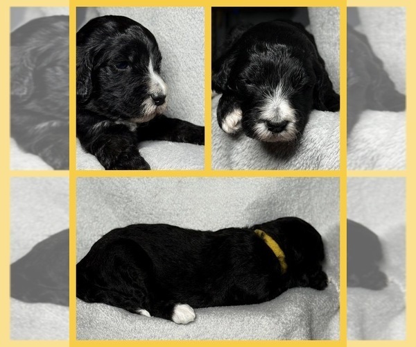 Medium Photo #47 Goldendoodle Puppy For Sale in HOWARD CITY, MI, USA