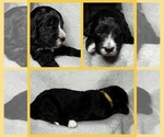 Small Photo #47 Goldendoodle Puppy For Sale in HOWARD CITY, MI, USA