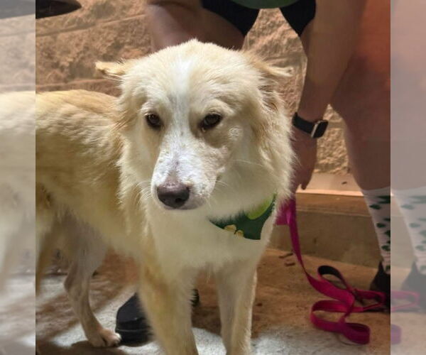 Medium Photo #4 Australian Shepherd Puppy For Sale in Valrico, FL, USA