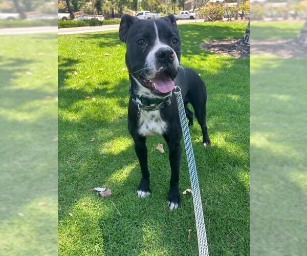 Medium Photo #3 American Staffordshire Terrier-Boxer Mix Puppy For Sale in San Juan Capistrano, CA, USA