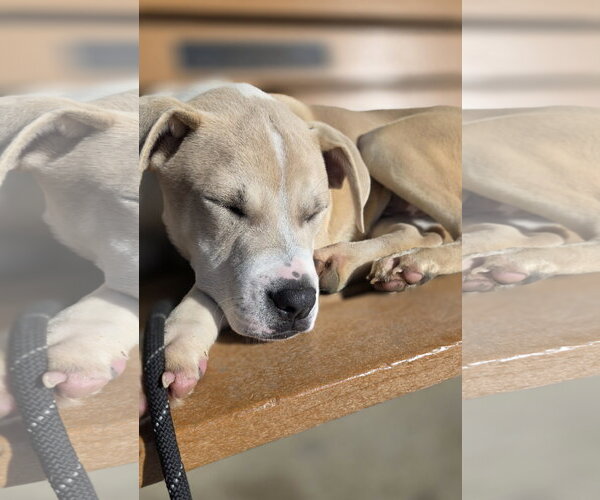 Medium Photo #11 Mutt Puppy For Sale in Rockaway, NJ, USA