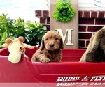 Small #3 Goldendoodle (Miniature)