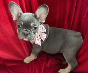 French Bulldog Puppy for sale in ALGIERS, LA, USA